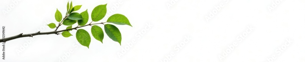 Obraz premium Single isolated tree branch on white background, white, tree