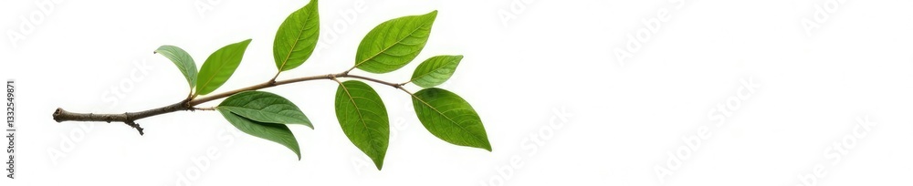 Fototapeta premium Single large branch against a stark white background, flora, foliage, botanical