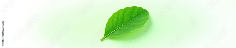 Obraz premium single large leaf isolated on white background, leafy, foliage, green