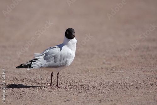 Gaviota andina en el suelo, plumas agitadas por el viento. Andean gull on ground, feathers agitated by the wind. Chroicocephalus serranus.