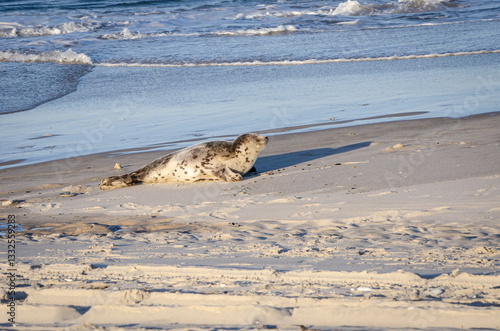 Side Angle of Atlantic Grey Seal on the Beach
