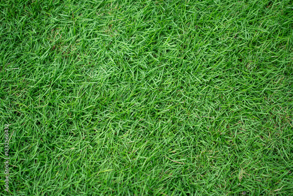 A stretch of green grass with a natural texture, creating a calm and natural atmosphere. Suitable as a background or a nature-themed design element A stretch of green grass with a natural texture, creating a calm and natural atmosphere. Suitable as a background or a nature-themed design element