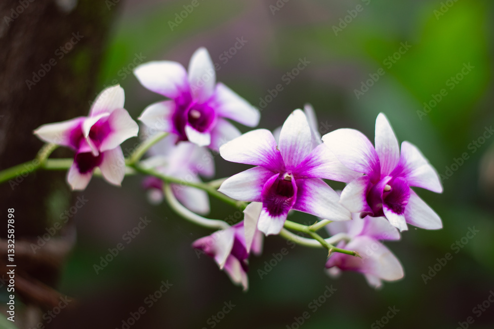 All the beauty and delicacy of the purple and white orchid All the beauty and delicacy of the purple and white orchid