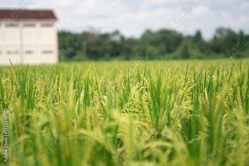 Lush green rice fields with thriving rice plants in the countryside, reflecting food security and agricultural sustainability