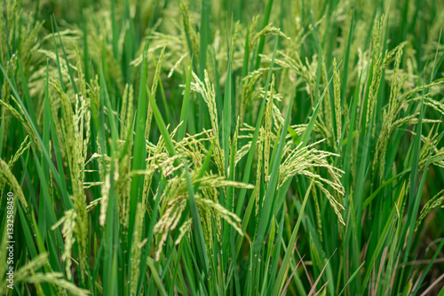 Lush green rice fields with thriving rice plants in the countryside, reflecting food security and agricultural sustainability