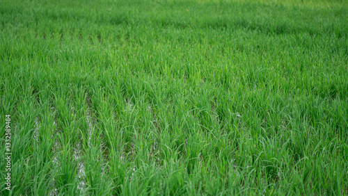 Lush green rice fields with thriving rice plants in the countryside, reflecting food security and agricultural sustainability