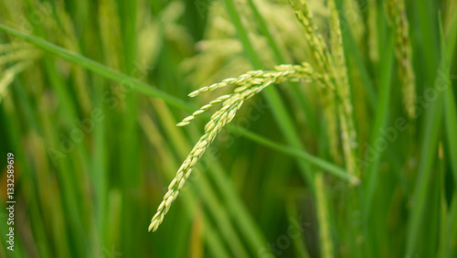 Lush green rice fields with thriving rice plants in the countryside, reflecting food security and agricultural sustainability
