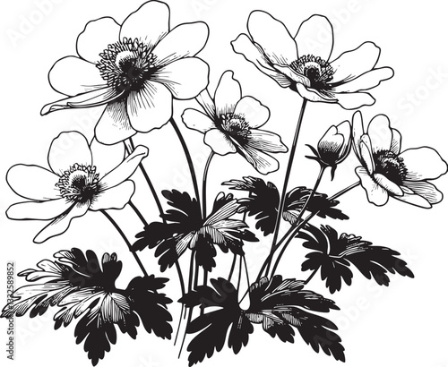 Anemone Flower Vector Outline Illustration