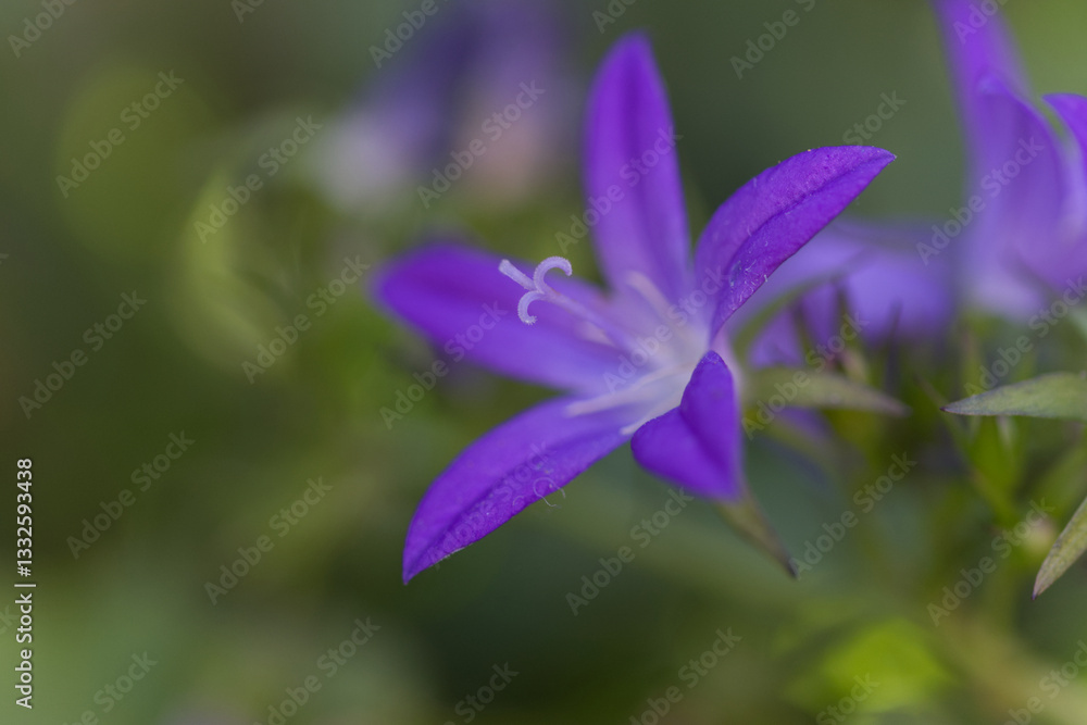 Close-up bellflower, close-up purple flowers with white pollen pistil, purple flower, close-up single pollen pistil, beautiful Campanula, Close-up of bluebells Close-up bellflower, close-up purple flowers with white pollen pistil, purple flower, close-up single pollen pistil, beautiful Campanula, Close-up of bluebells