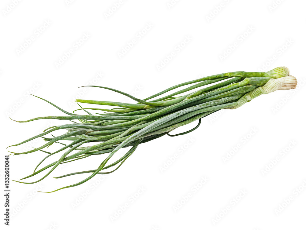 Isolated Garlic Sprouts Isolated Garlic Sprouts