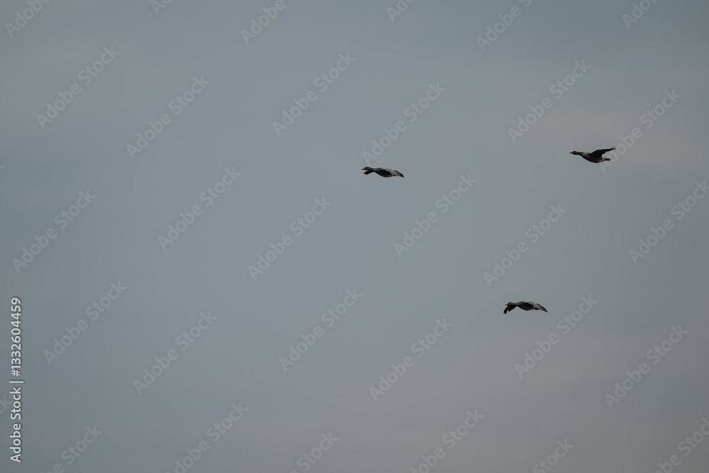 Birds flying in the sky.
Birds flying in the sky.
