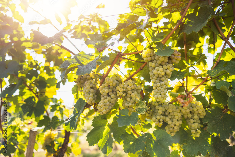Sunlight illuminates ripe green grapes hanging from a vine in a vineyard during the afternoon harvest season Sunlight illuminates ripe green grapes hanging from a vine in a vineyard during the afternoon harvest season