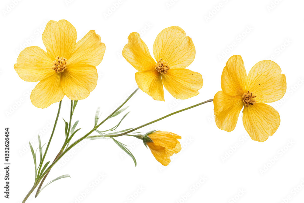 Elegant yellow flowers with black background, botany, cut out transparent Elegant yellow flowers with black background, botany, cut out transparent