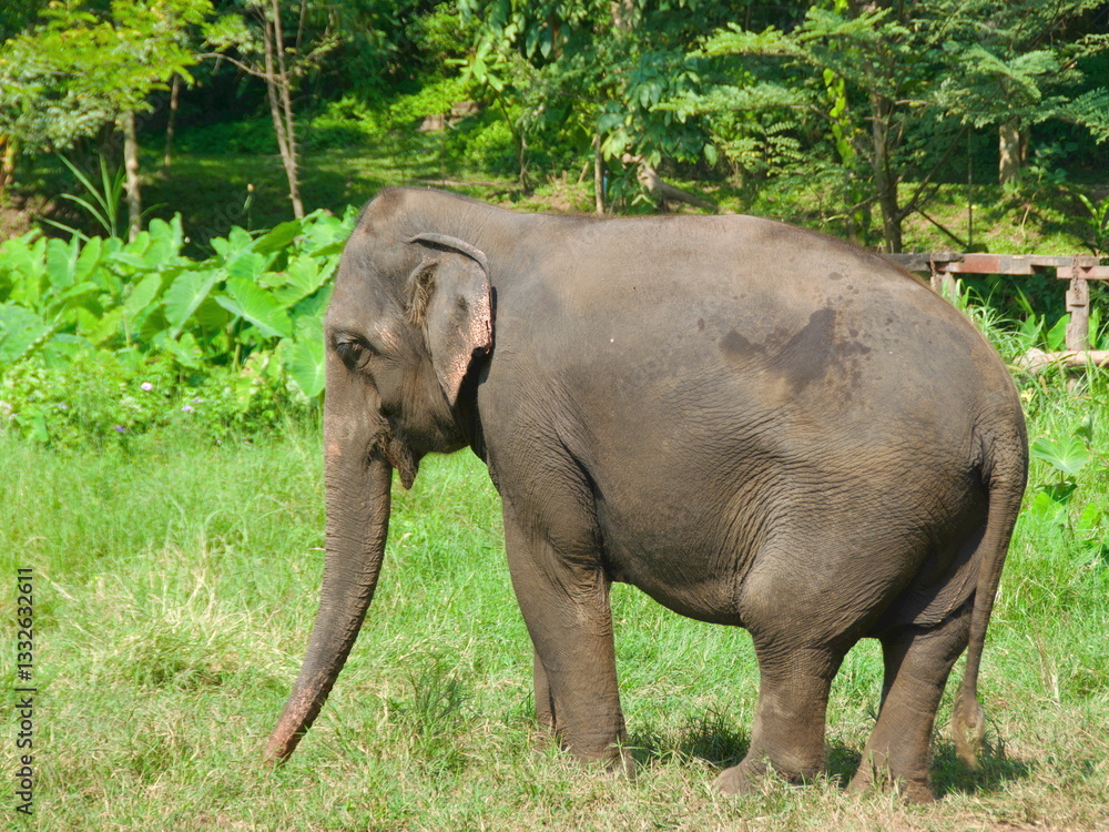 Asian elephant roaming the valley in Chiang Rai, Thailand