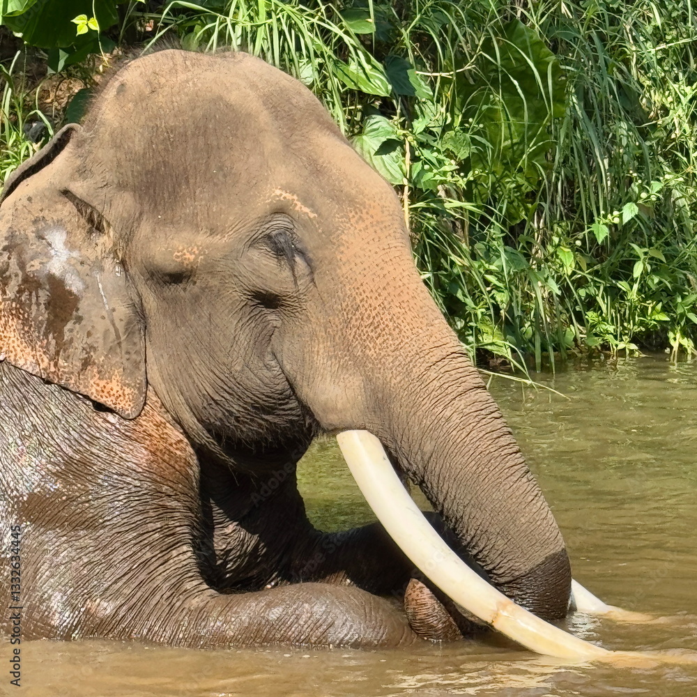 Asian elephant roaming the valley in Chiang Rai, Thailand