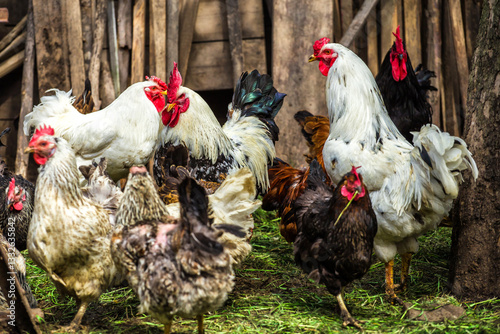 A colourful rooster with his chicken herd.Rooster and Chickens.Free range chicken on a traditional poultry farm.Breeding and keeping chickens in the countryside in the open air.