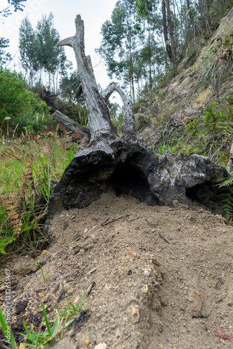 Charred tree stump with a hollowed-out base, surrounded by dirt and vegetation, in a wooded area with green ferns and tall trees in the background.