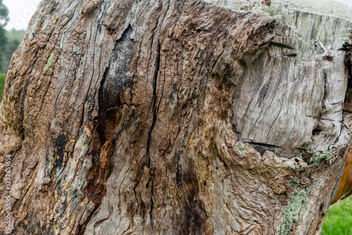 A close-up of a weathered tree trunk, showcasing deep cracks, rough textures, and patches of moss, highlighting the passage of time and natural decay.