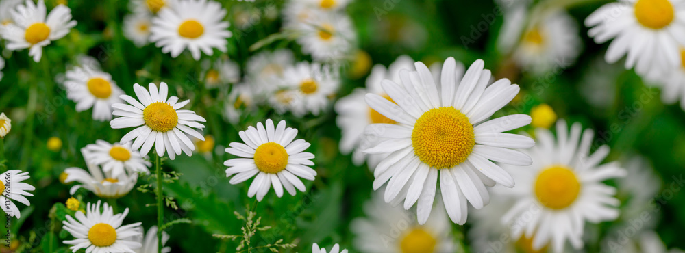 Daisies among the green grass in the meadow.