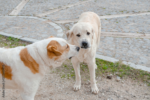 Obraz na plátně Female mastiff wrinkles her snout and growls at her puppy to indoctrinate him