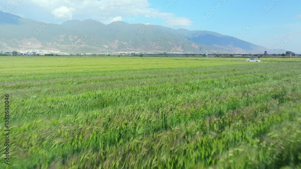 4k Video Aerial View of Lush Rice Paddy Farmland in Dali Under Sunny Skies With Distant Mountains 4k Video Aerial View of Lush Rice Paddy Farmland in Dali Under Sunny Skies With Distant Mountains