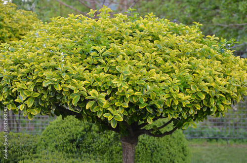 Cuadro en lienzo Euonymus Aureomarginatus ( Japanese spindle )