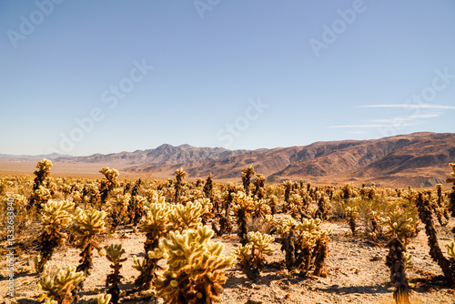 joshua tree national park
