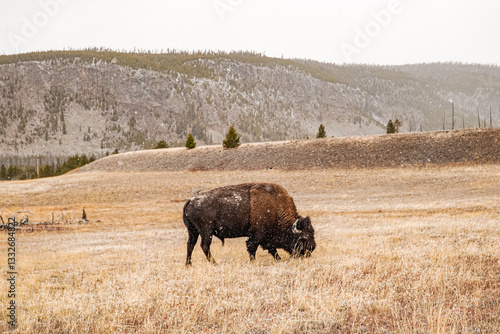 bison in yellowstone national park