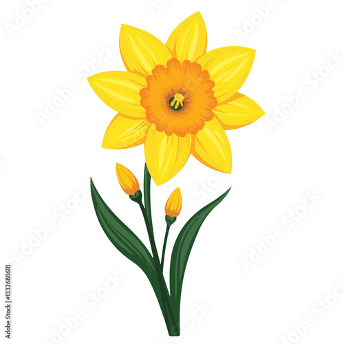 Bright yellow daffodil blooming on white background, spring beauty