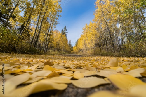 idyllic autumn landscape featuring golden leaves carpeting tranquil forest pathway under canopy of vibrant foliage photo