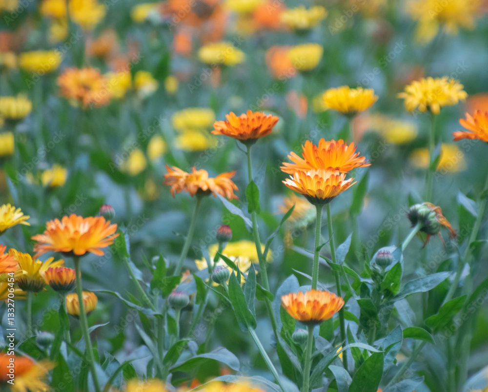 Orange and yellow Calendula flowers blooming in a garden, showcasing their vibrant colors and delicate petals. Orange and yellow Calendula flowers blooming in a garden, showcasing their vibrant colors and delicate petals.