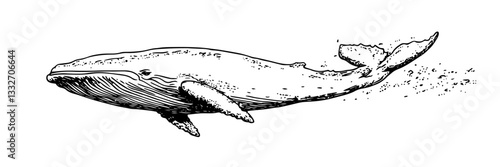 blue whale swimming in ocean, hand drawn vintage engraving
