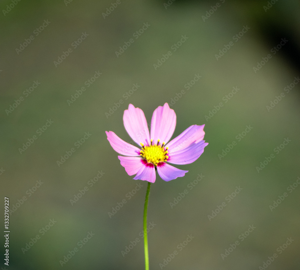 A Cosmos caudatus flower, showcasing its vibrant color and delicate petals. A Cosmos caudatus flower, showcasing its vibrant color and delicate petals.