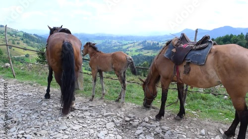 Wallpaper Mural Group of saddled horses with a foal rest at the edge of a dirt road. High mountain summer sunny landscape with a cloudy sky and green fir trees. Torontodigital.ca