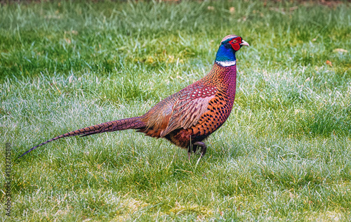 Wallpaper Mural ein Fasan im Garten Torontodigital.ca