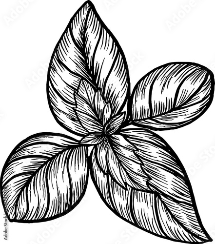 Basil. Vegetables. Hand drawn vector isolated sketch.
