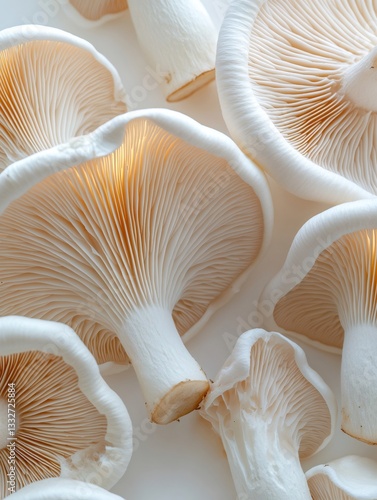 Fresh mushrooms showing gills and stems on white background