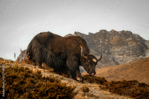 wild yak in the mountains of Nepal