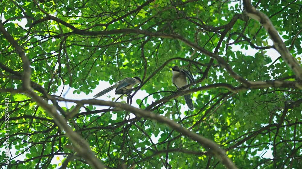 4k Video of a Bird Resting on a Branch Under Lush Green Leaves on a Hot Summer Day 4k Video of a Bird Resting on a Branch Under Lush Green Leaves on a Hot Summer Day
