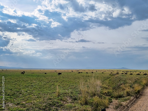 Expansive Pastureland with Livestock Grazing Under Dramatic Skies and Beautiful Clouds Serengeti Tanzania Africa