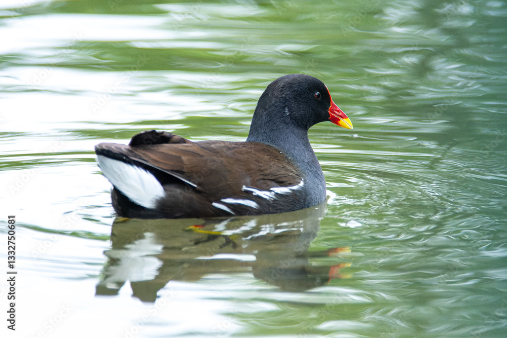 Poule d'eau nageant dans l'eau (Gallinula chloropus)