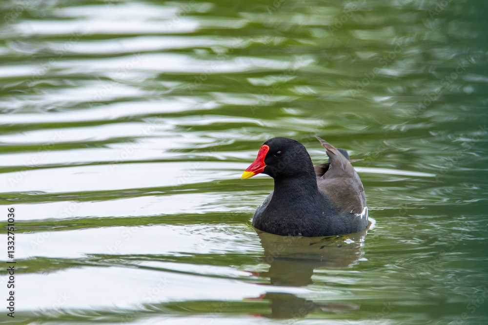 Poule d'eau nageant dans l'eau (Gallinula chloropus) Poule d'eau nageant dans l'eau (Gallinula chloropus)