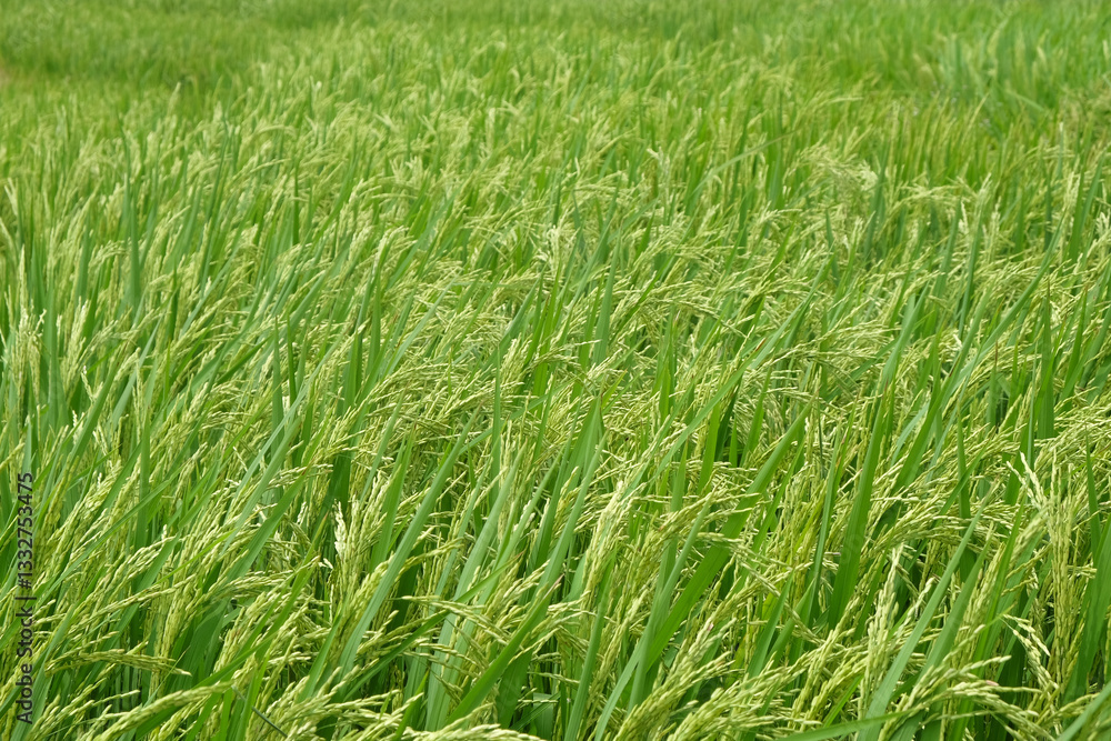 Rice plants blowing in the wind.For graphic design,3D rendering or banner background Rice plants blowing in the wind.For graphic design,3D rendering or banner background