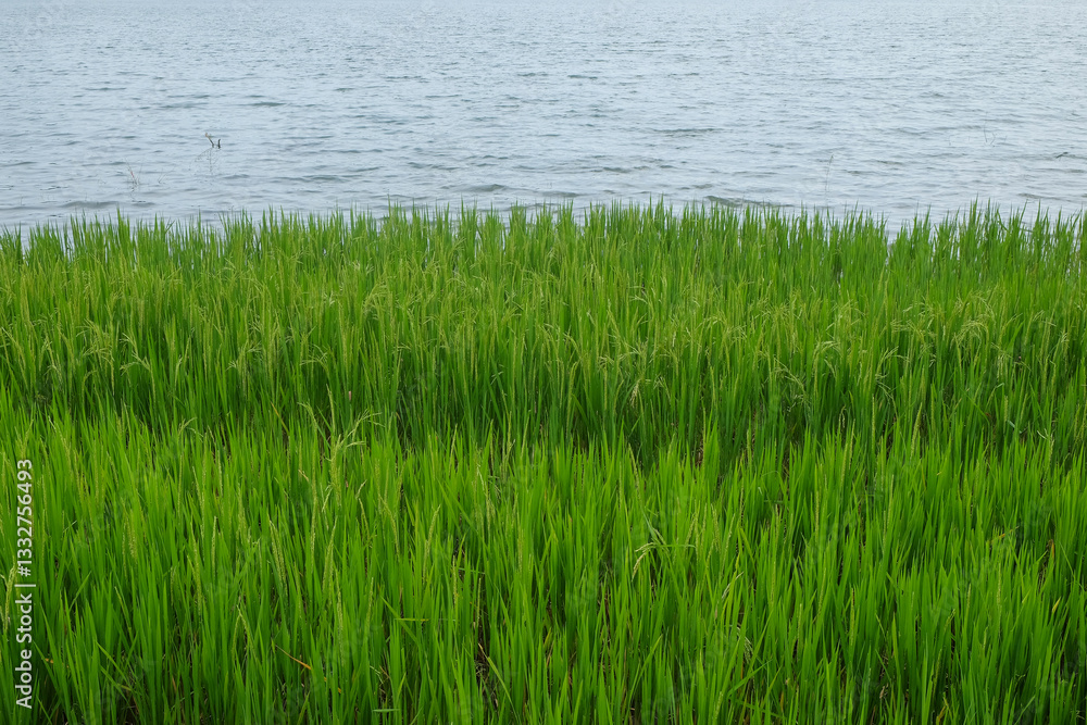 View of rice fields by the lake. Copy space for text. Agricultural industry concept. For graphic design, 3D rendering or banner background View of rice fields by the lake. Copy space for text. Agricultural industry concept. For graphic design, 3D rendering or banner background