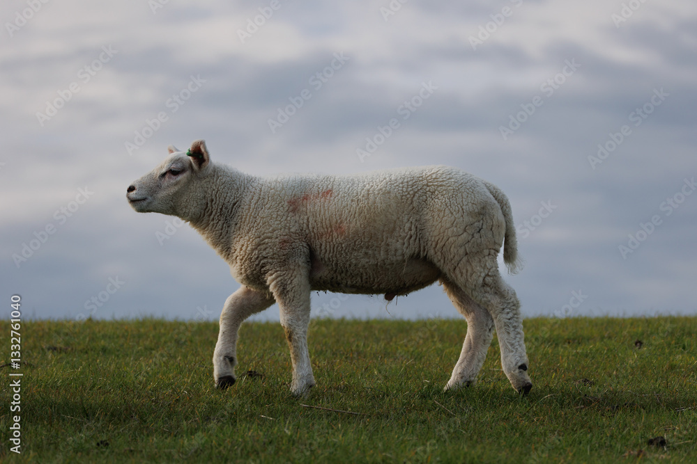 Obraz premium Lamb at the embankment Uithuizerwad