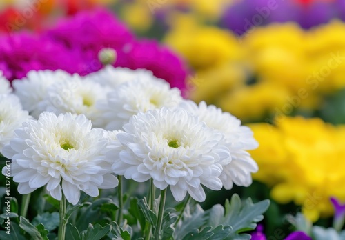 Vibrant Close-Up of Colorful Chrysanthemum Flowers in Bloom on a Sunny Day, Displaying a Beautiful Array of Floral Diversity and Nature's Splendor