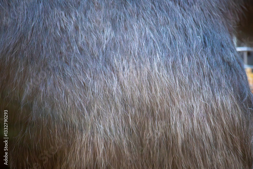 Photography Chimpanzee fur