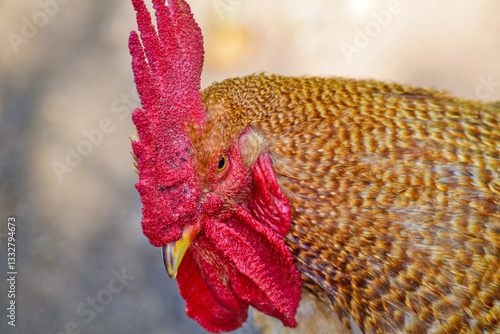 Canvas Print Me pongo gallito
