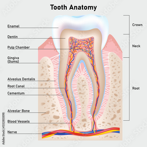 The structure of the human tooth. Cross-section diagram. Vector illustration.