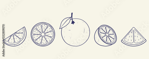 A set of vintage hand-drawn line icons of oranges. Monochrome blue ink. Vector illustration.